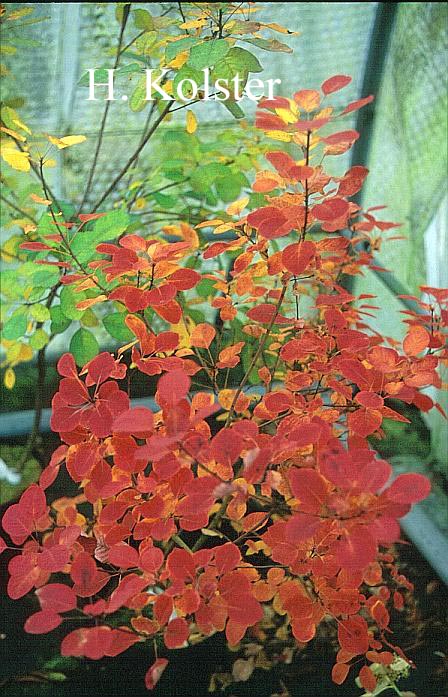 Cotinus coggygria 'Pink Champagne'