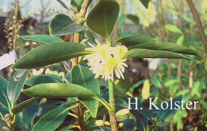 Illicium anisatum