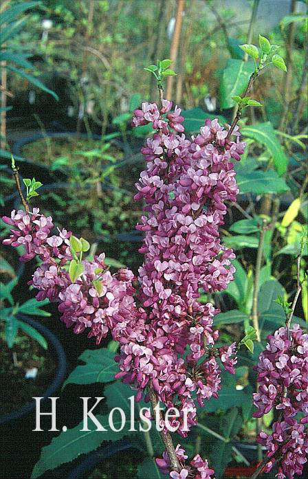 Cercis chinensis 'Avondale'