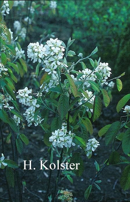 Amelanchier humilis