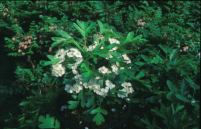 Crataegus monogyna 'Compacta'