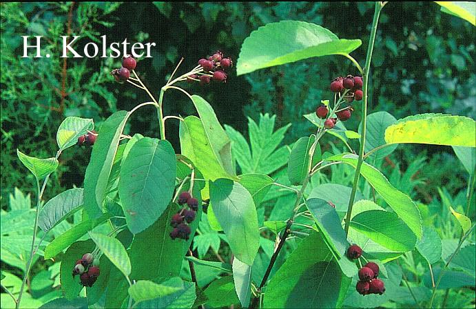 Amelanchier humilis