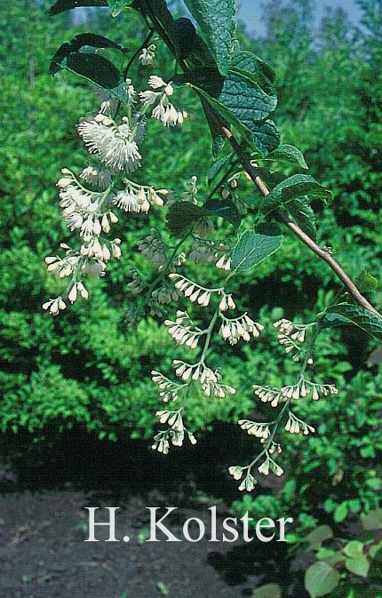 Pterostyrax hispida