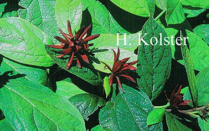 Calycanthus floridus