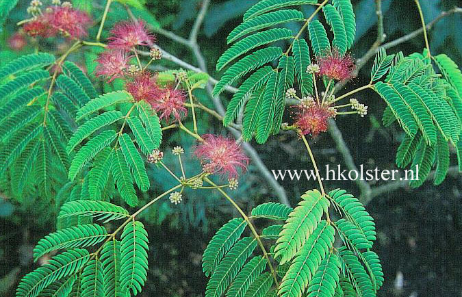 Albizia julibrissin 'Boubri' (OMBRELLA)