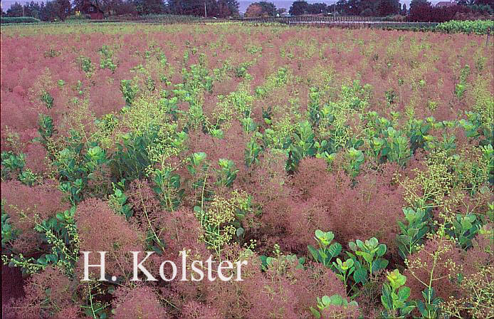 Cotinus coggygria 'Young Lady'