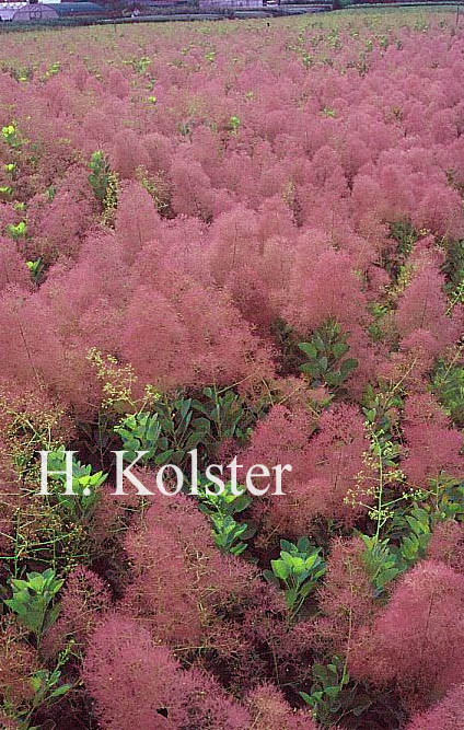 Cotinus coggygria 'Young Lady'