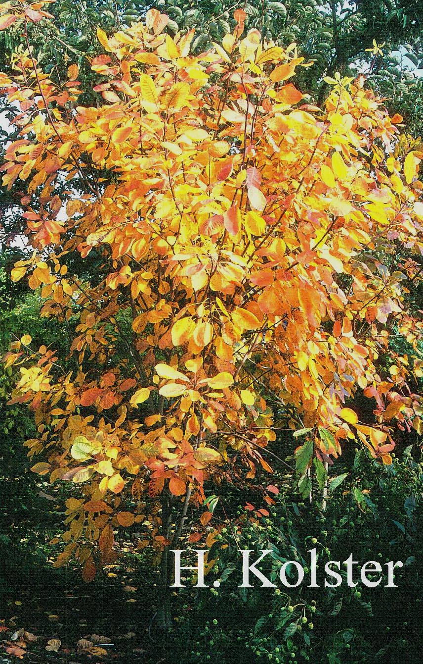 Cotinus obovatus