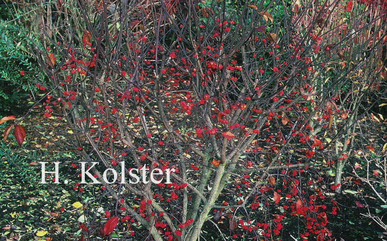 Euonymus europaeus 'Scarlet Wonder'