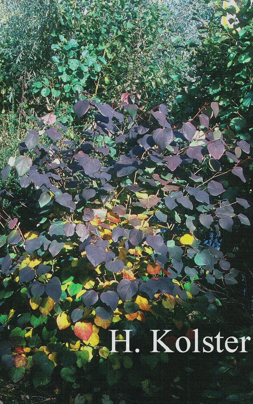 Disanthus cercidifolius