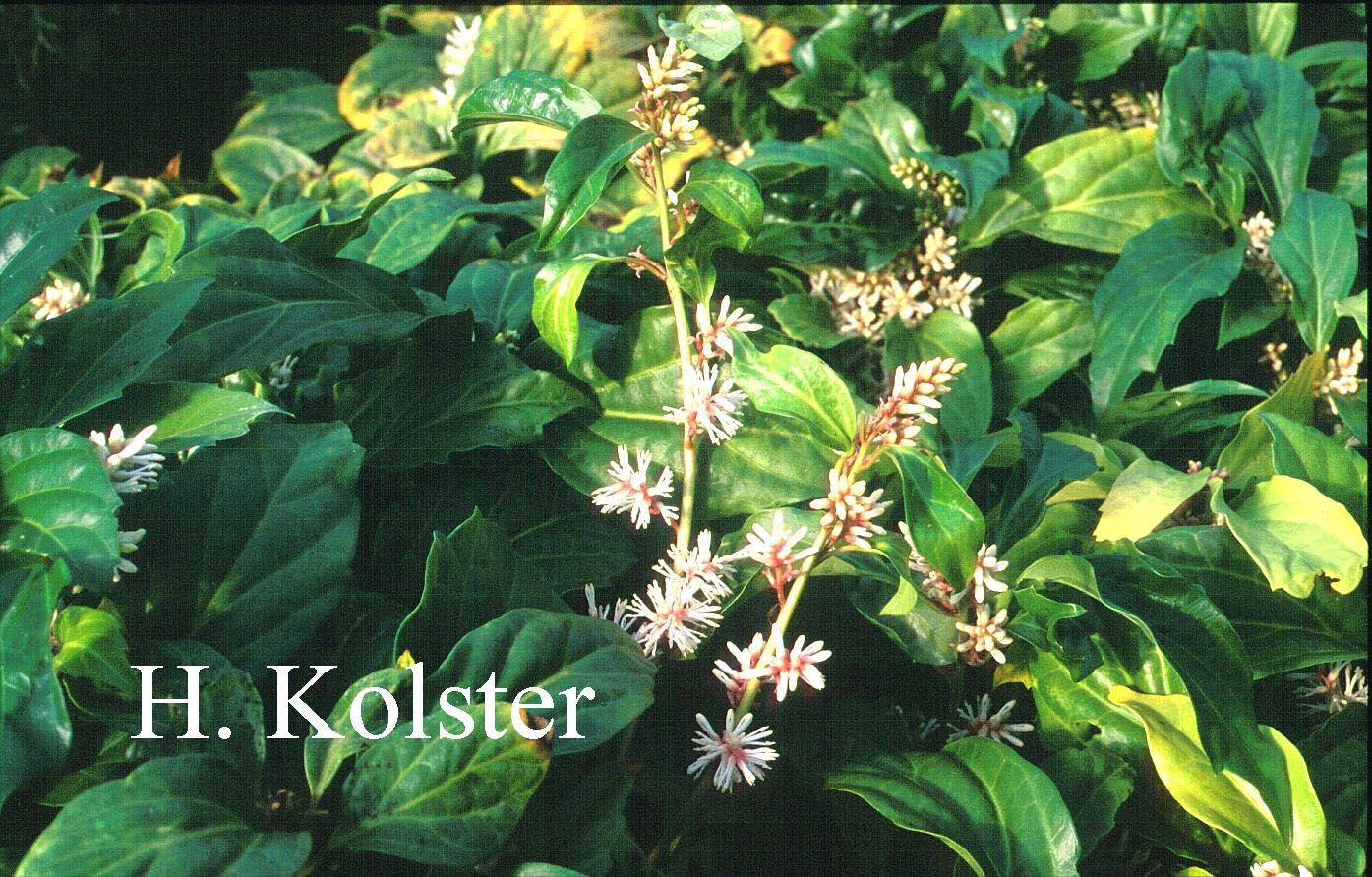 Pachysandra axillaris