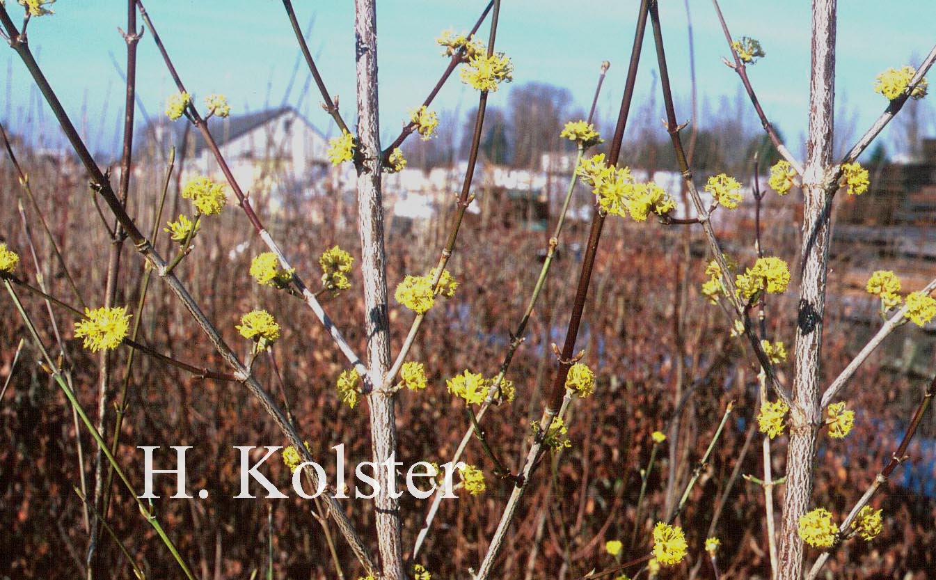 Cornus officinalis