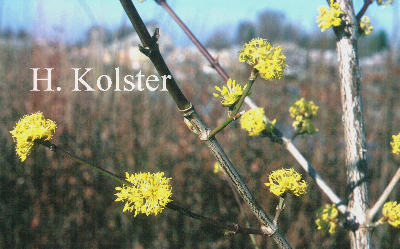 Cornus officinalis