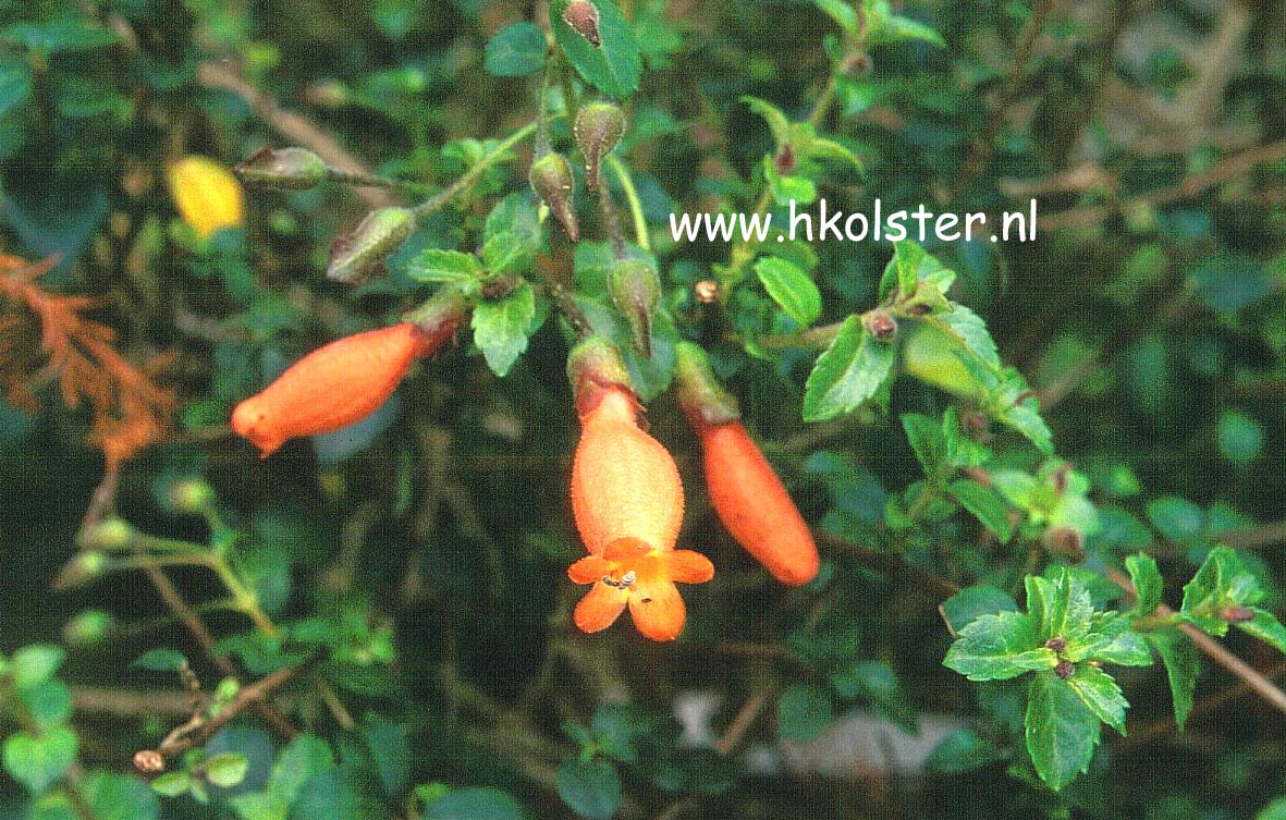 Mitraria coccinea