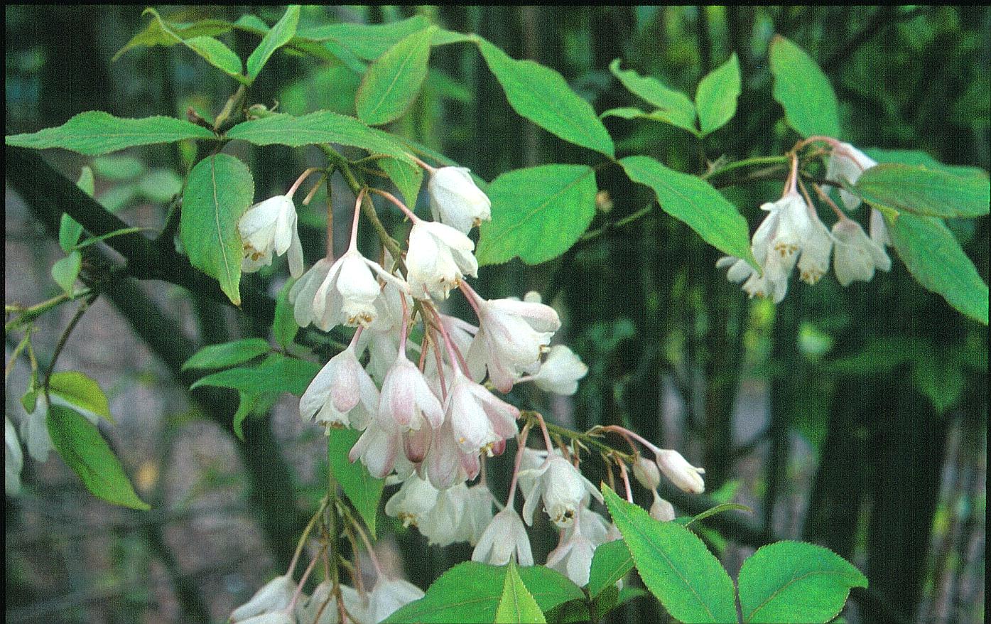 Staphylea holocarpa