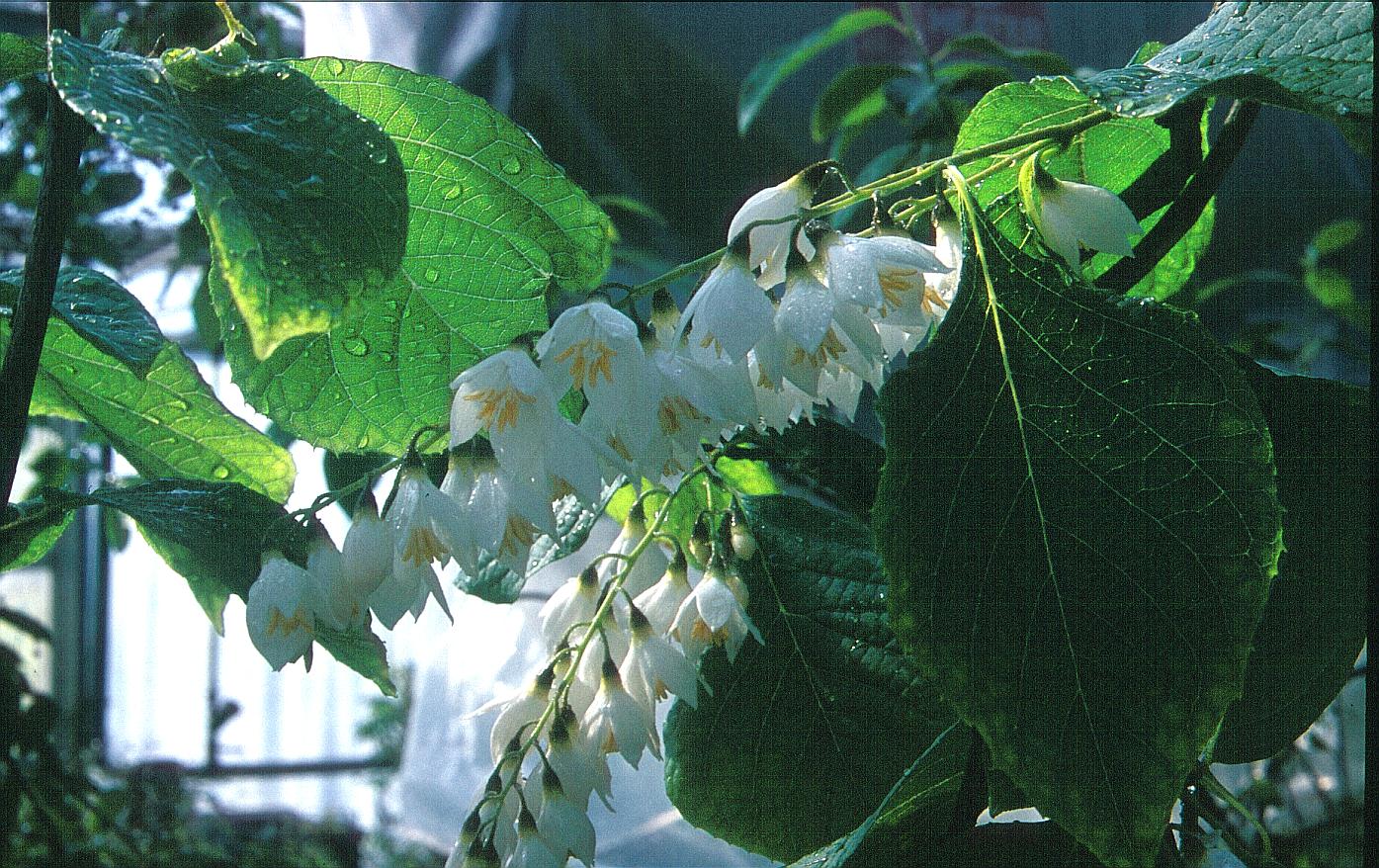 Styrax hemsleyanus