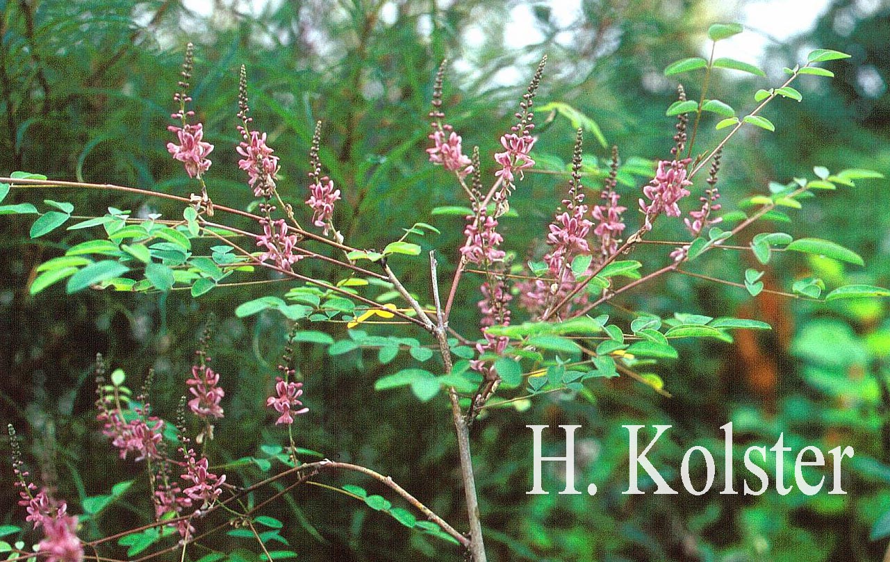 Indigofera amblyantha