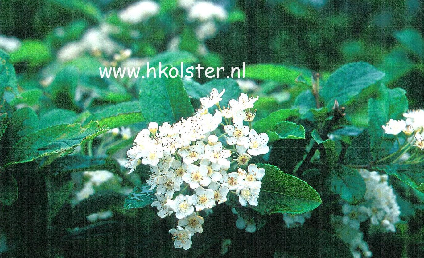 Photinia villosa 'Maximowicziana'