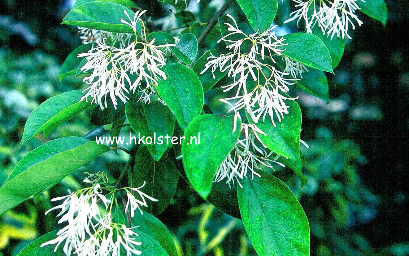 Chionanthus retusus