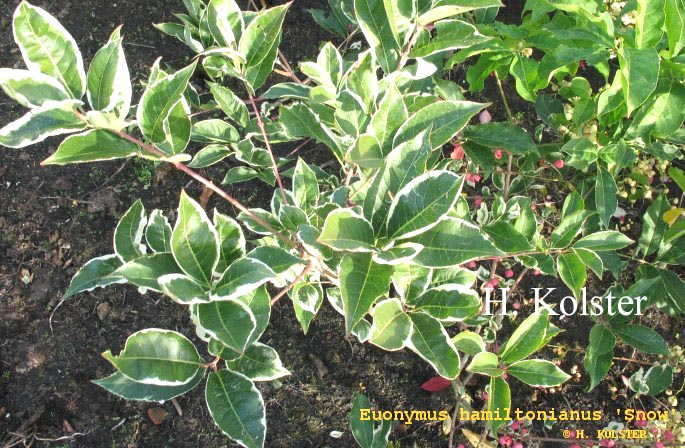 Euonymus hamiltonianus 'Snow'