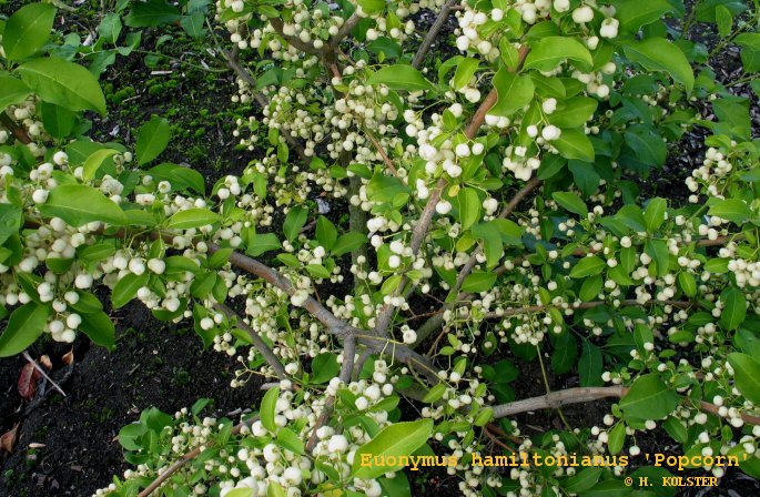 Euonymus hamiltonianus 'Popcorn'