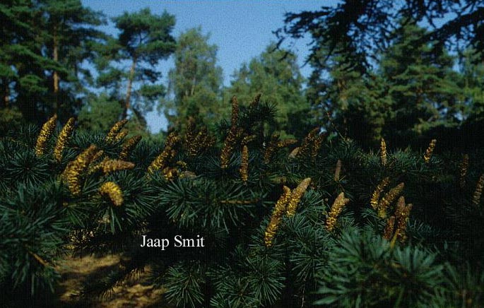 Cedrus libani 'Glauca Group'