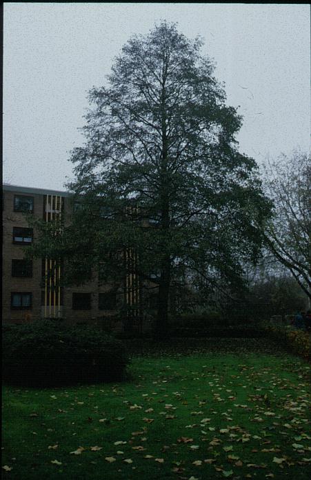 Alnus spaethii