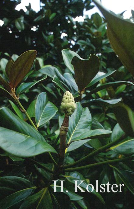 Magnolia grandiflora