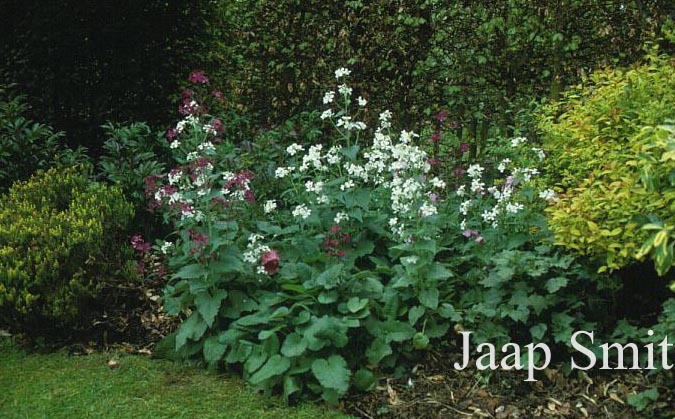 Lunaria annua