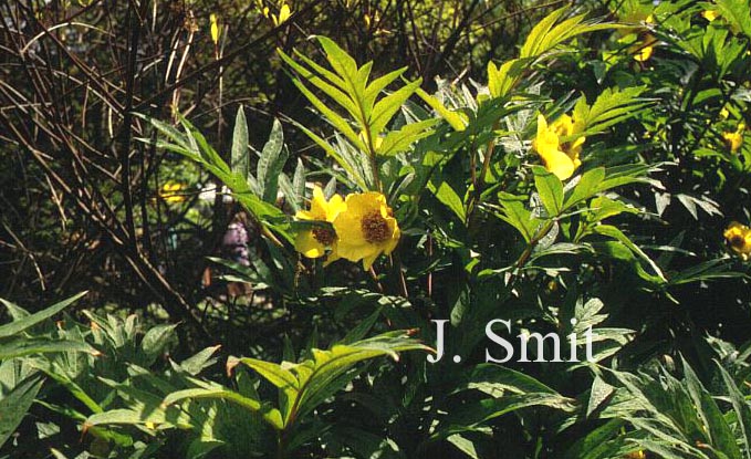 Paeonia lutea