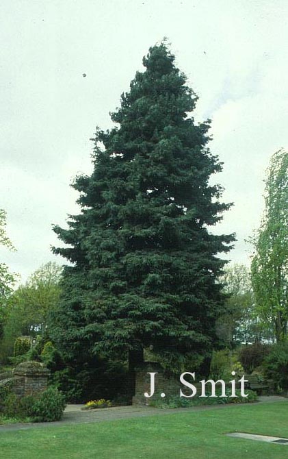 Sequoia sempervirens