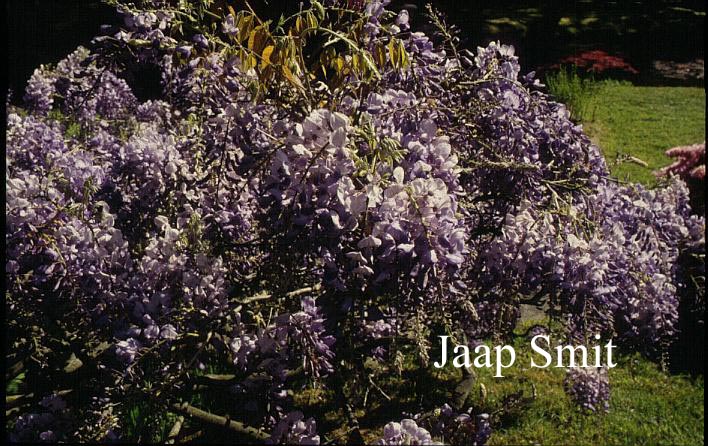 Wisteria sinensis