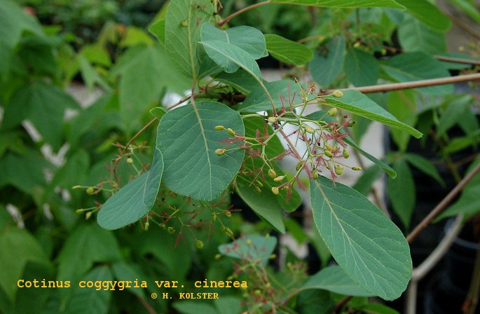 Cotinus coggygria var. cinerea (79220)