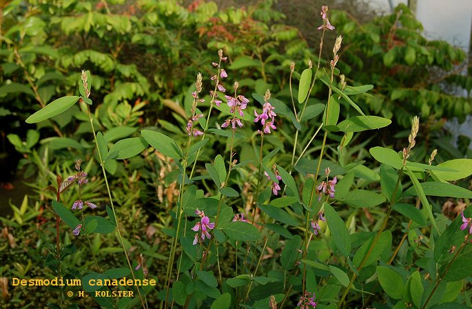 Desmodium canadense