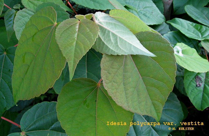 Idesia polycarpa vestita