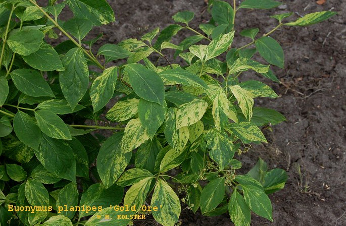 Euonymus planipes 'Gold Ore'