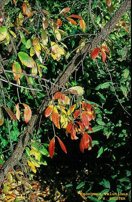 Euonymus velutinus