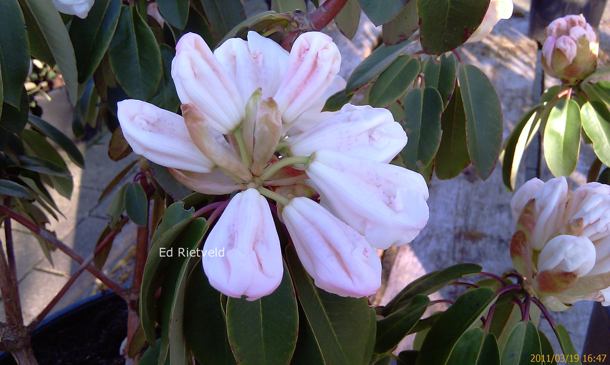 Rhododendron 'Carex White'