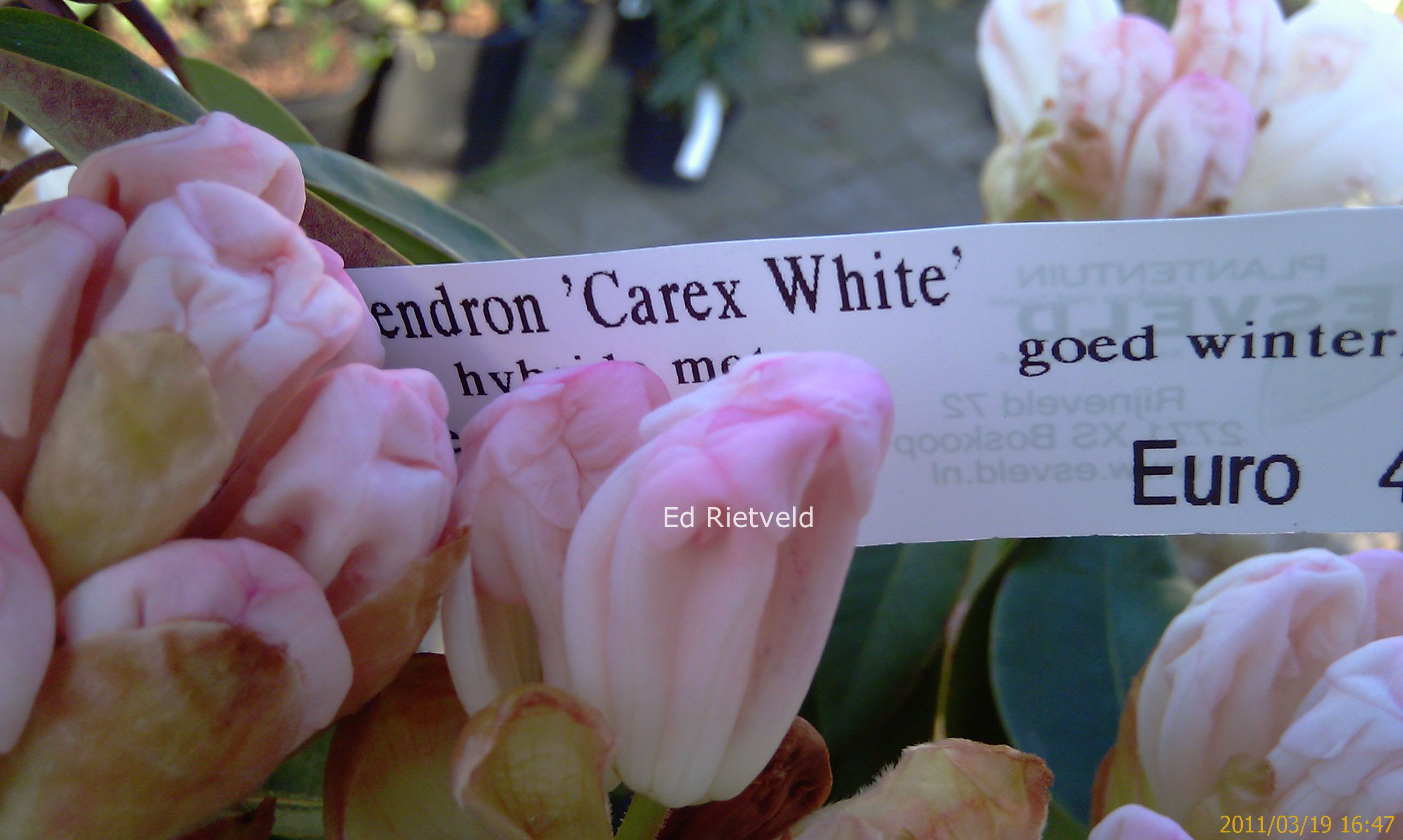 Rhododendron 'Carex White'