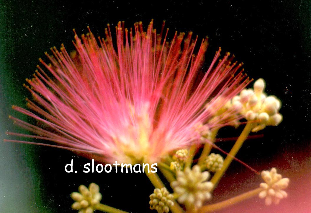 Albizia julibrissin 'Boubri' (OMBRELLA)