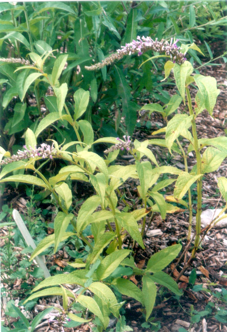 Buddleja japonica