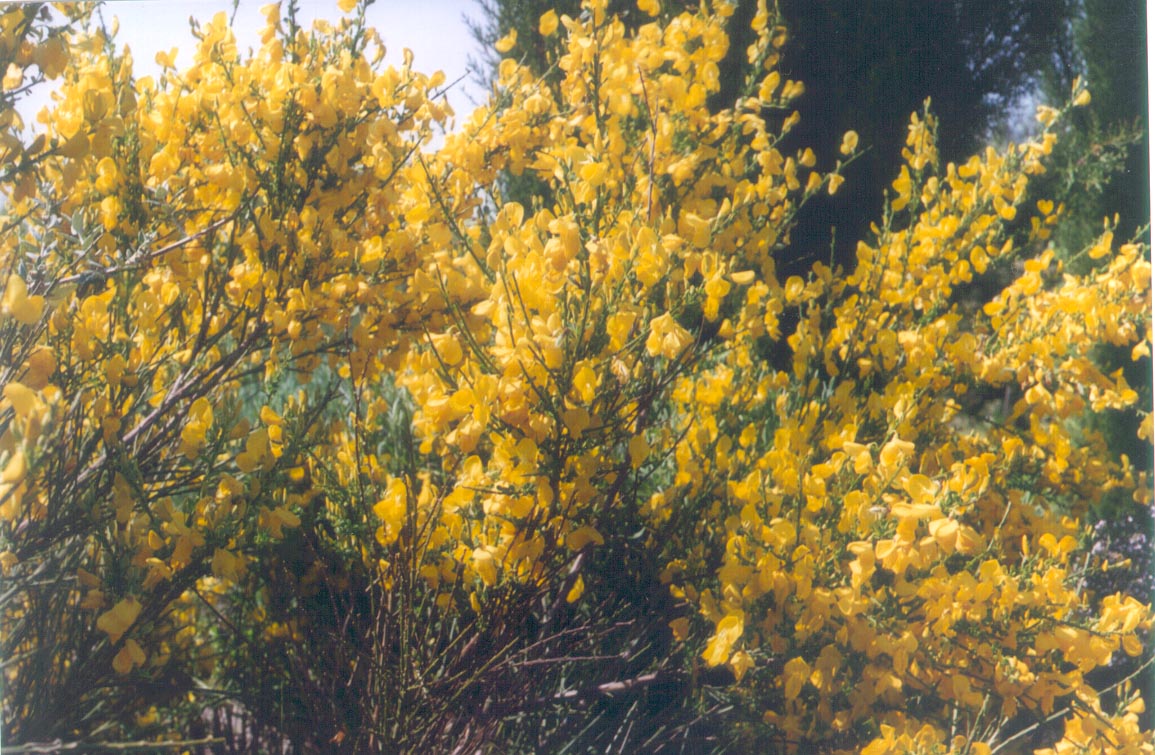 Cytisus scoparius