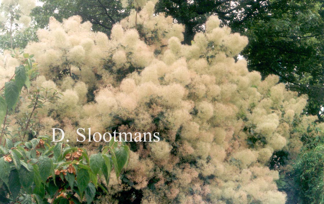 Cotinus coggygria