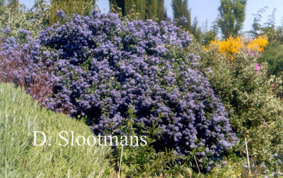 Ceanothus thyrsiflorus repens