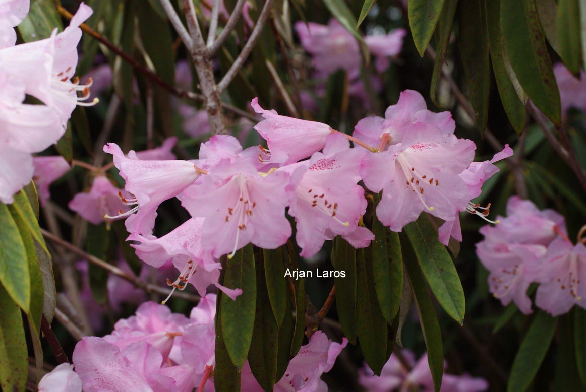 Rhododendron hunnewellianum