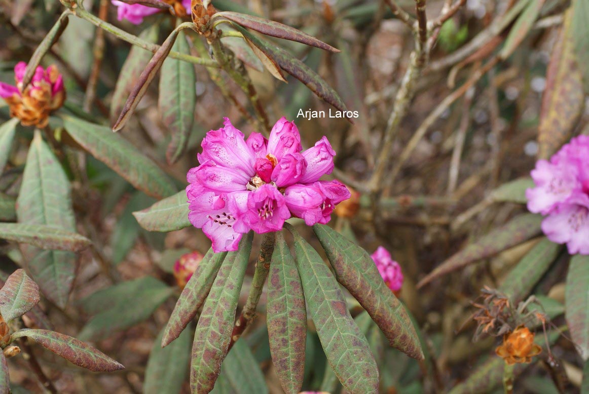 Rhododendron niveum