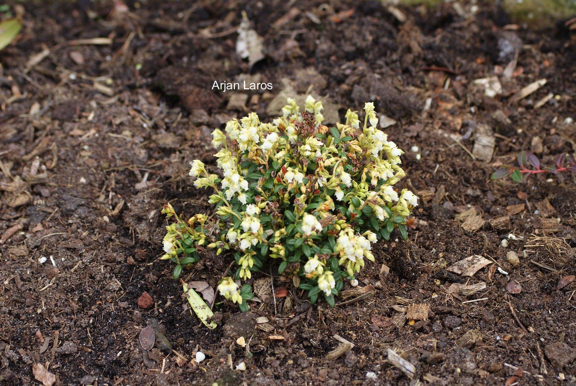 Pieris nana