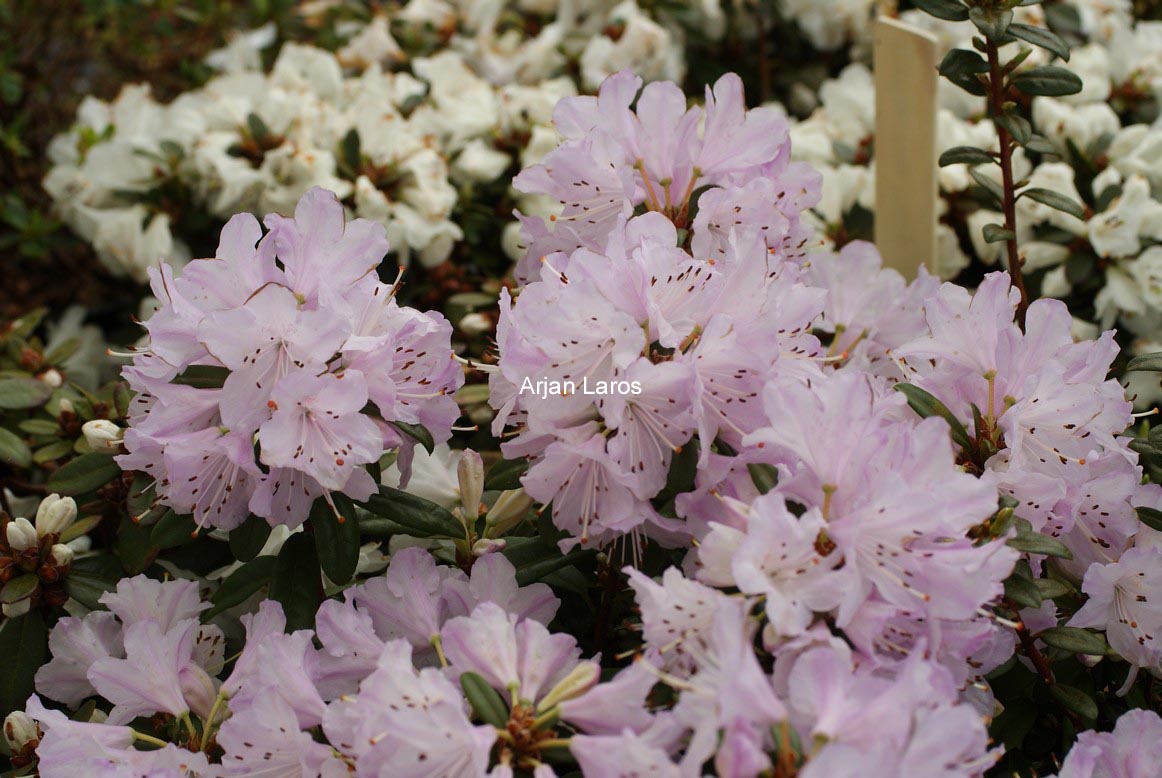 Rhododendron 'Phalarope'