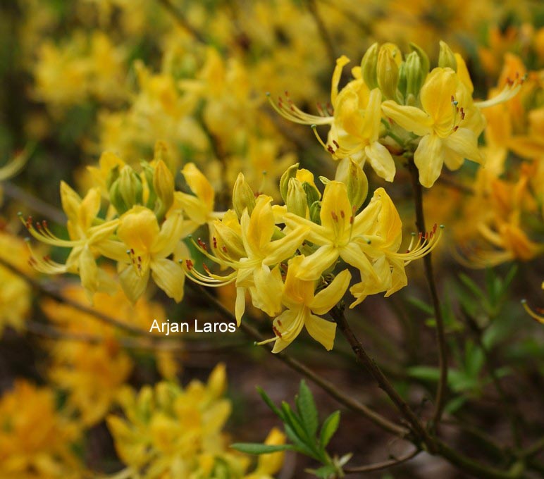 Rhododendron luteum