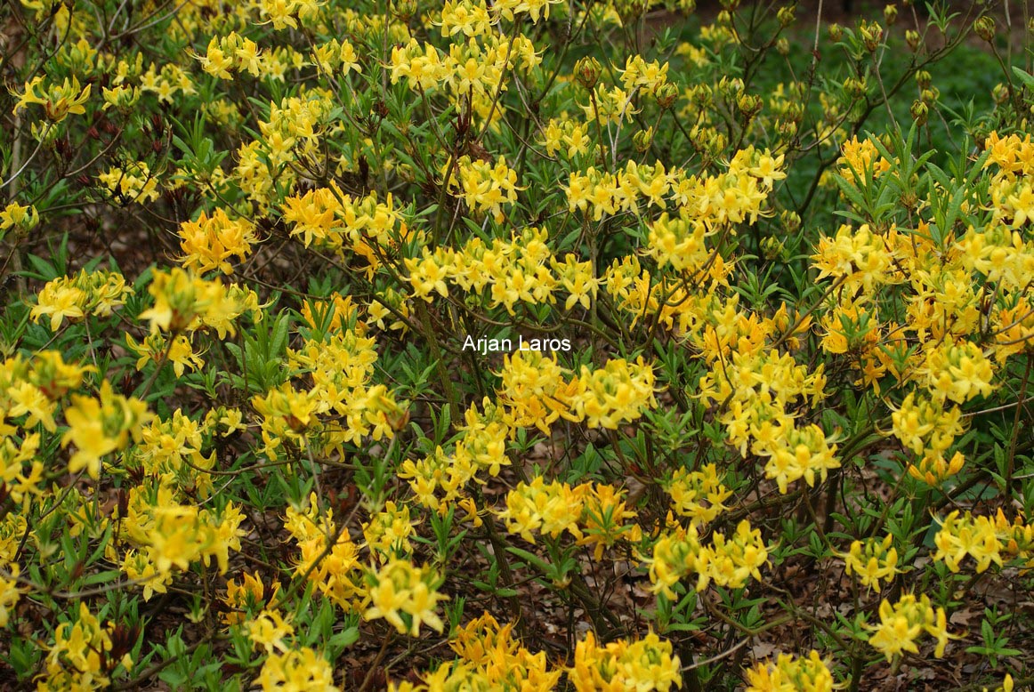 Rhododendron luteum